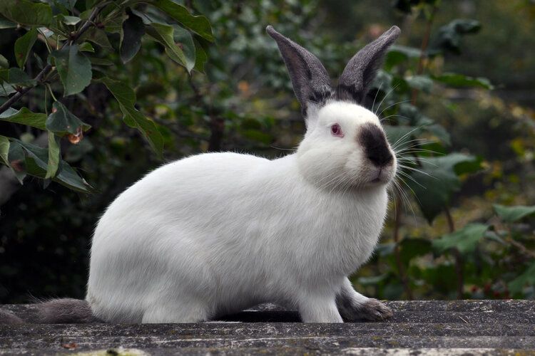 Featured image for “Californian rabbit breed”