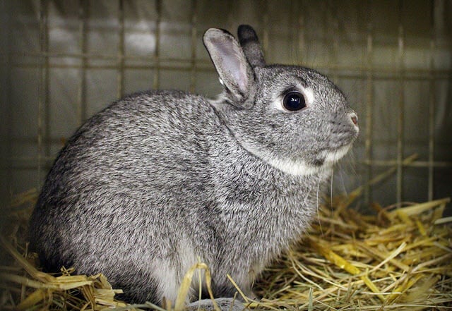 Featured image for “Standard Chinchilla rabbit breed”