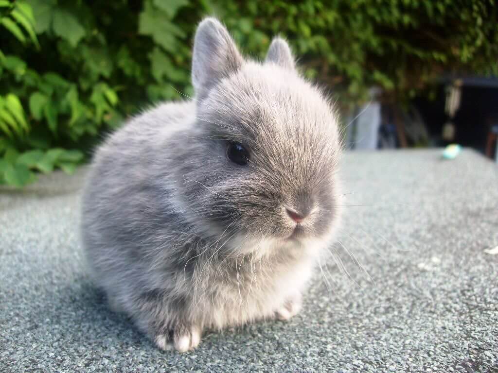 Featured image for “Netherland Dwarf rabbit breed”