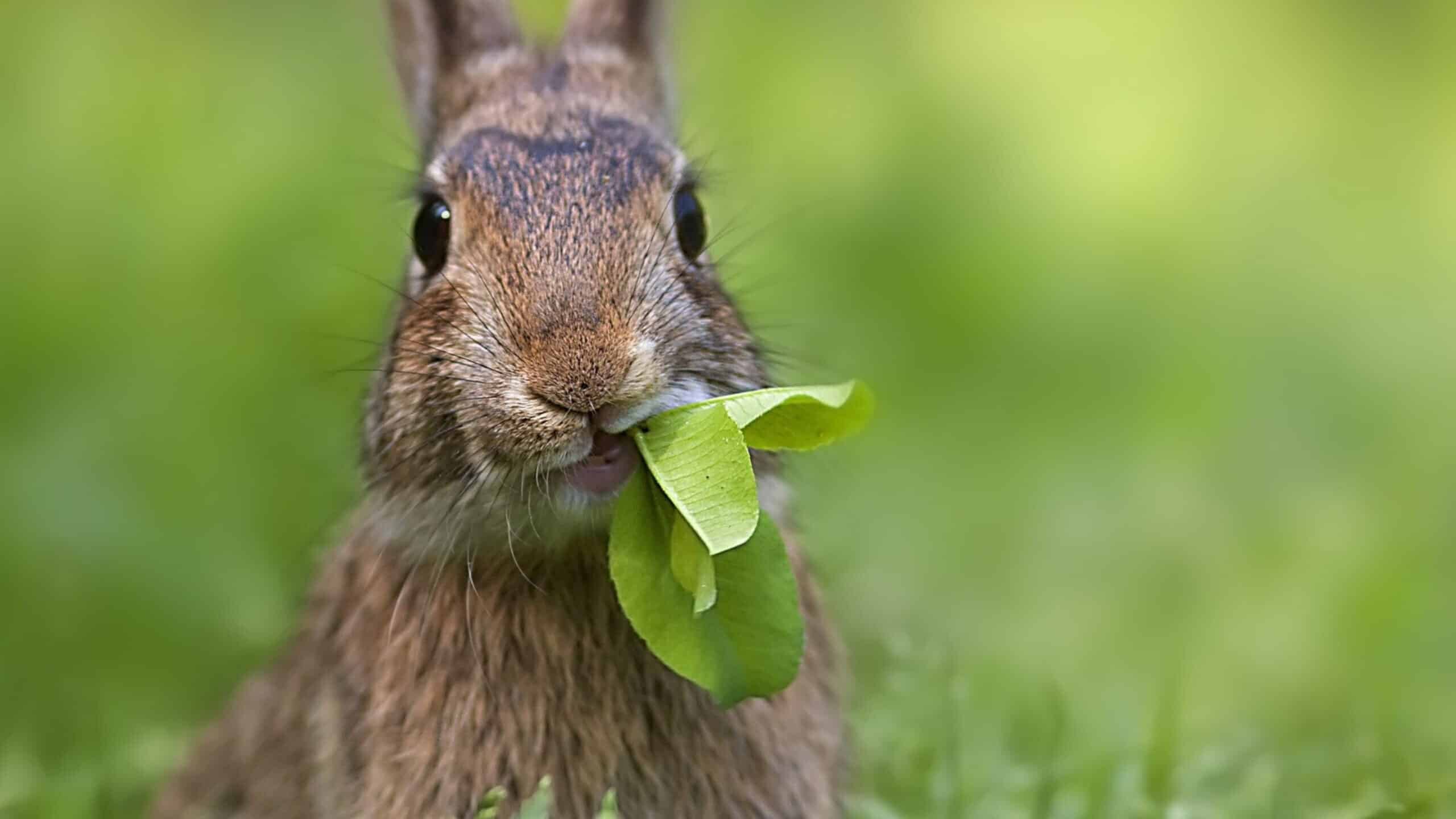 Featured image for “Rabbit Diet”