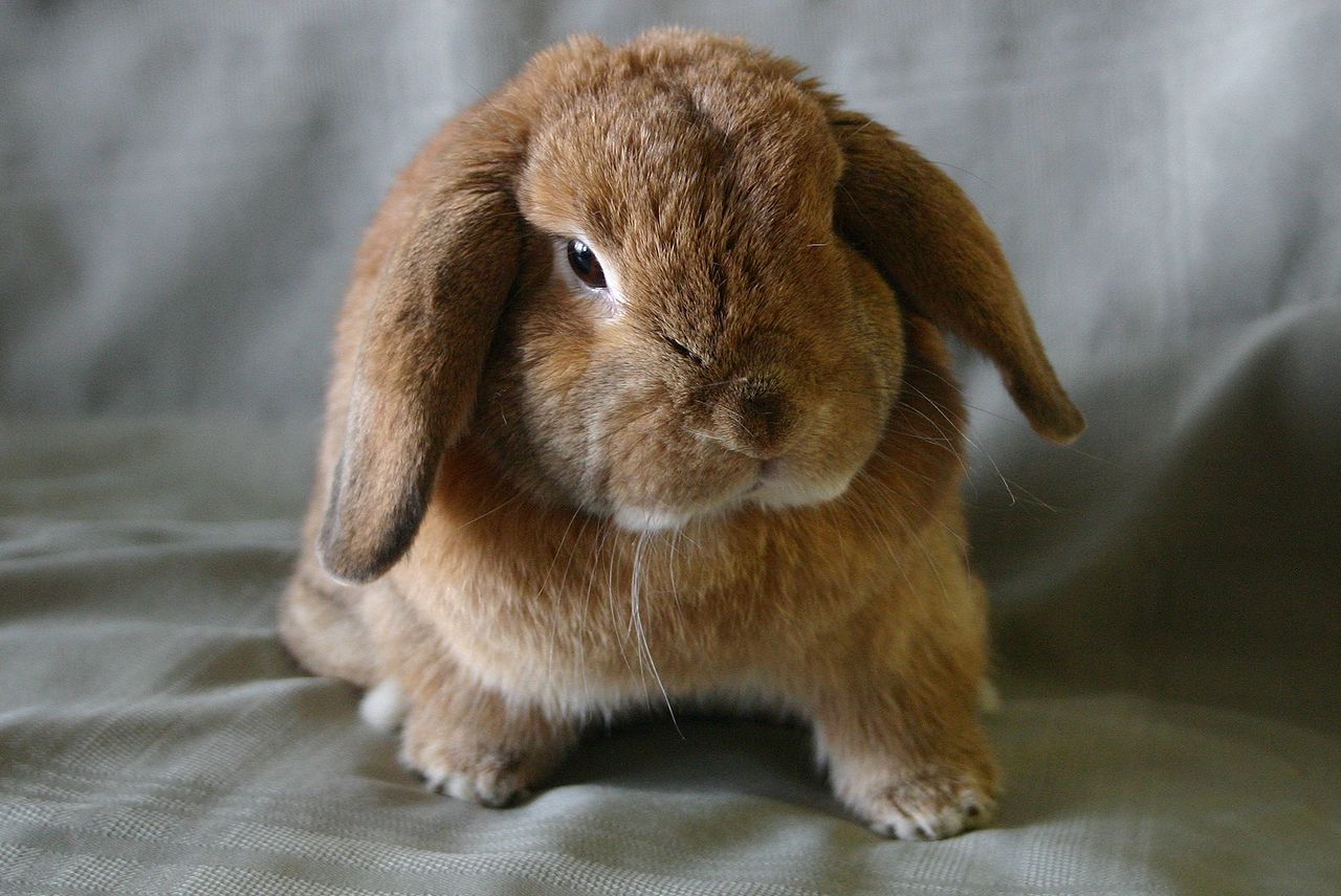 Featured image for “Holland Lop rabbit breed”