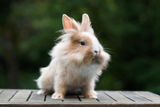 Featured image for “Lionhead rabbit breed”