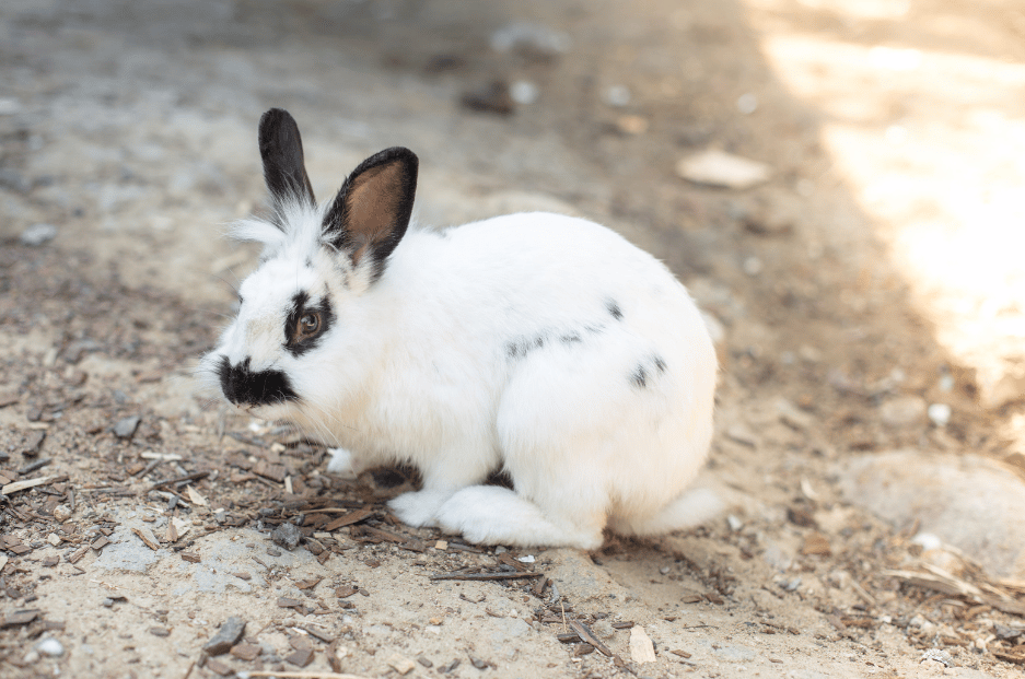 Featured image for “Himalayan rabbit breed”