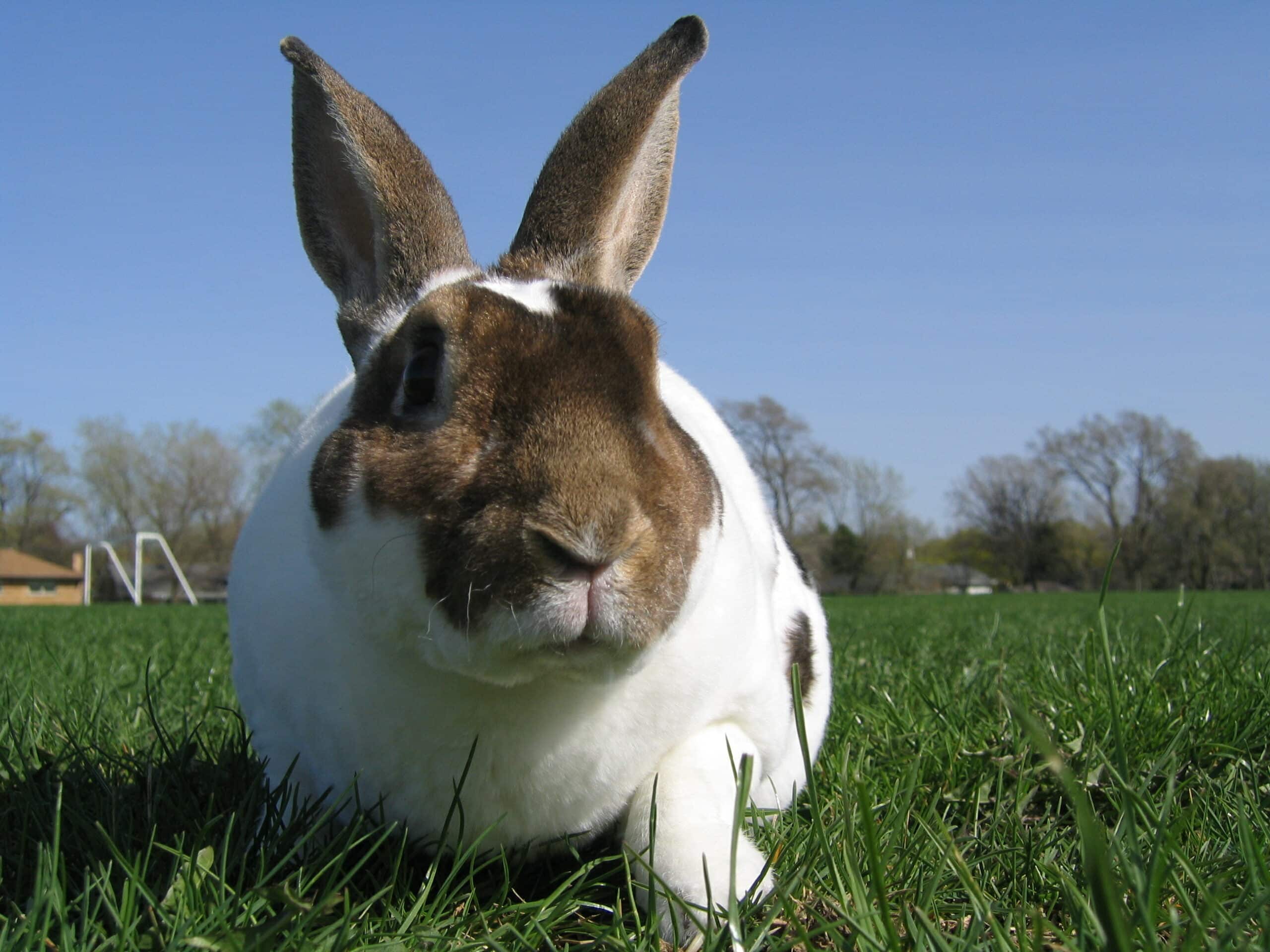 Featured image for “Mini Rex rabbit breed”