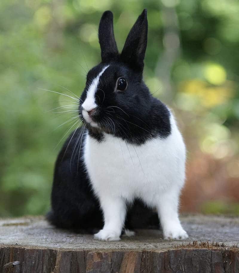 Featured image for “Dutch Rabbit Breed”