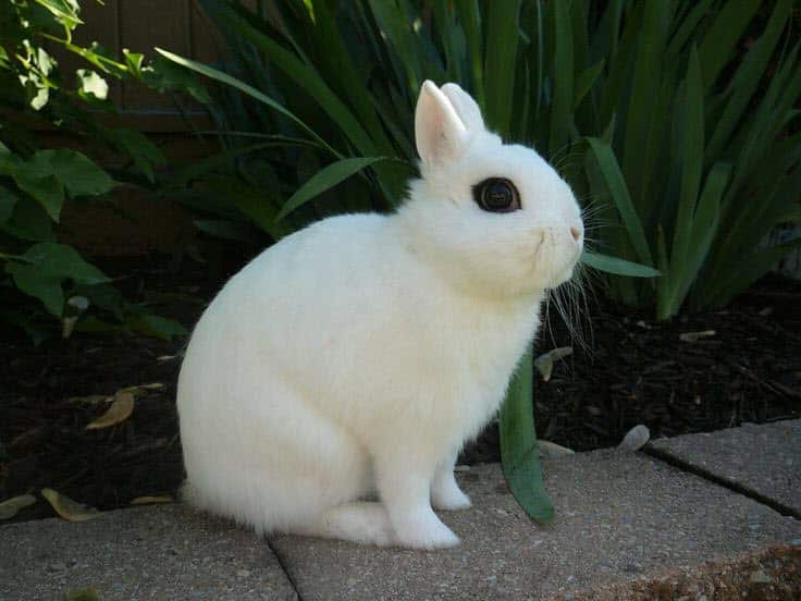 Featured image for “Dwarf Hotot rabbit breed”