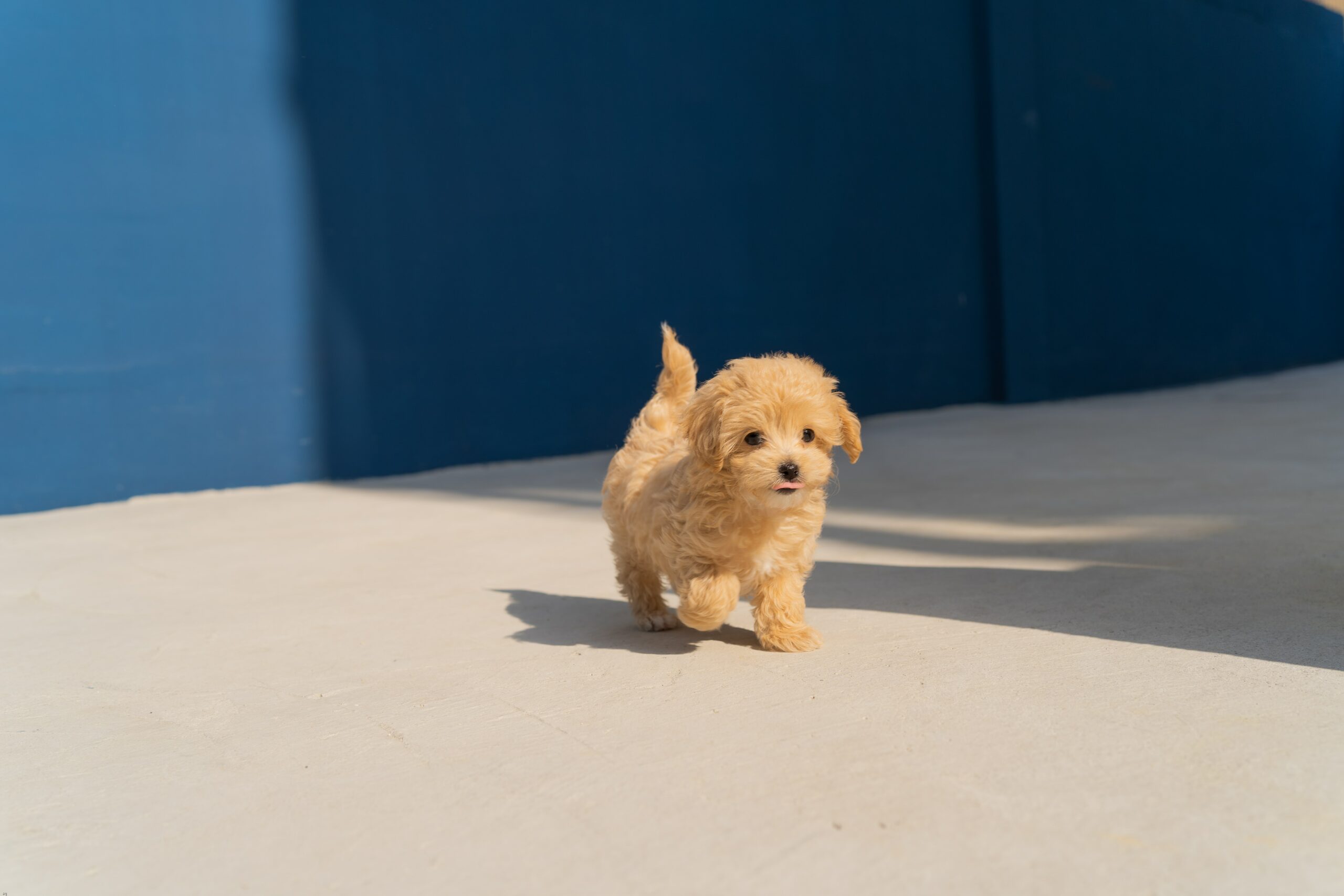 cute small dog