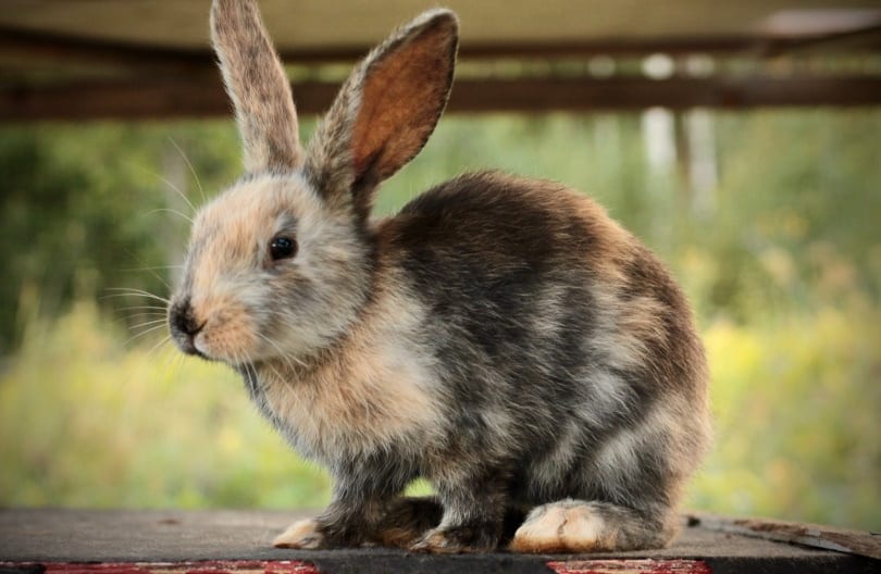 Featured image for “Harlequin rabbit breed”