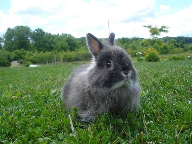 Featured image for “Jersey Wooly rabbit breed”