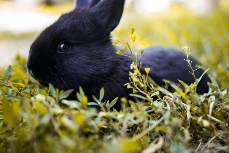 Featured image for “Havana rabbit breed”