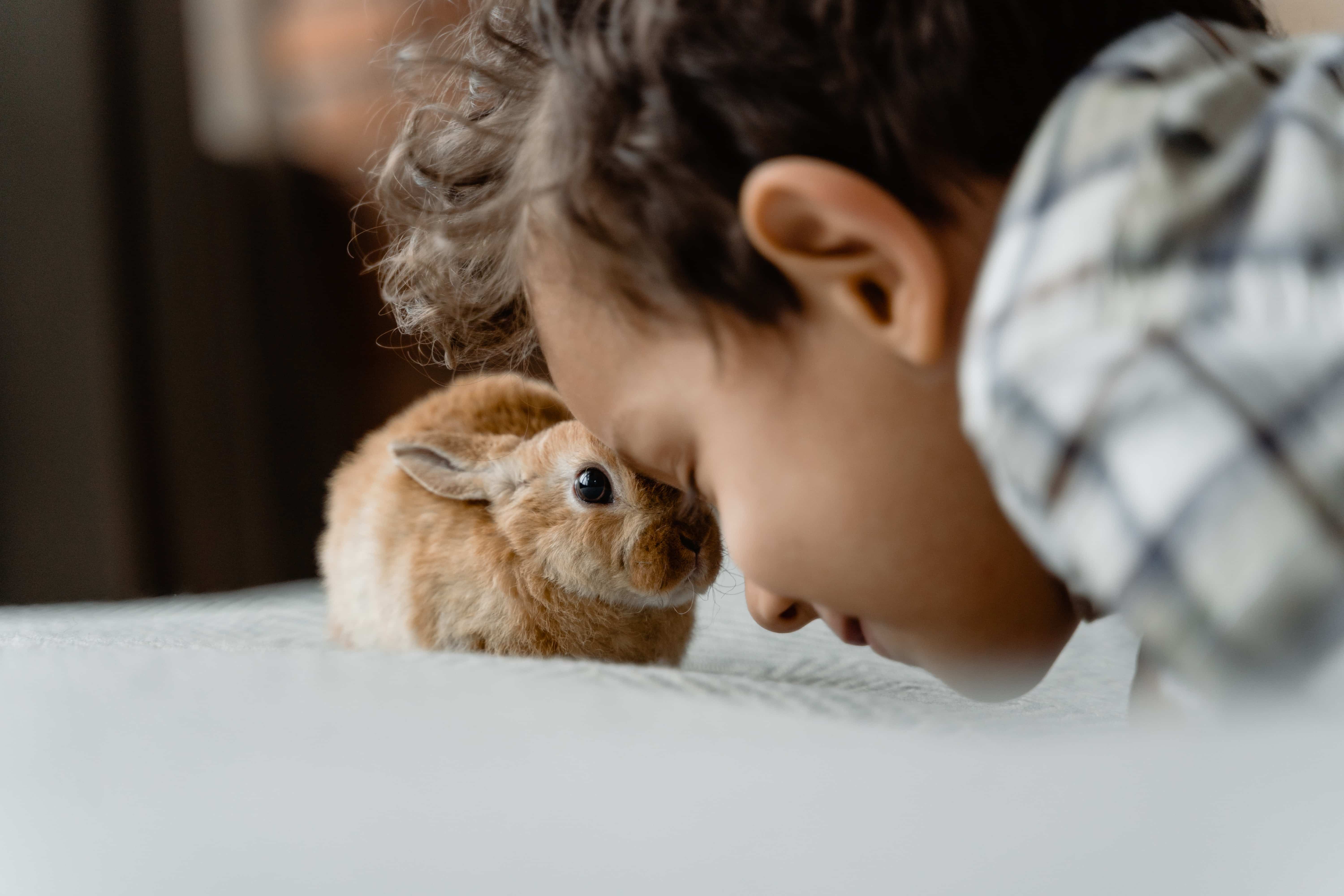 Featured image for “48 Hour Example Rabbit Care Schedule”
