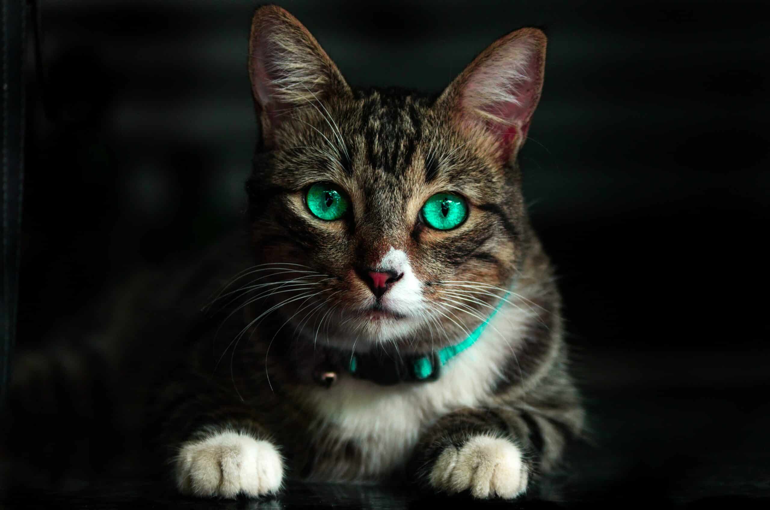 Featured image for “Cat facts”