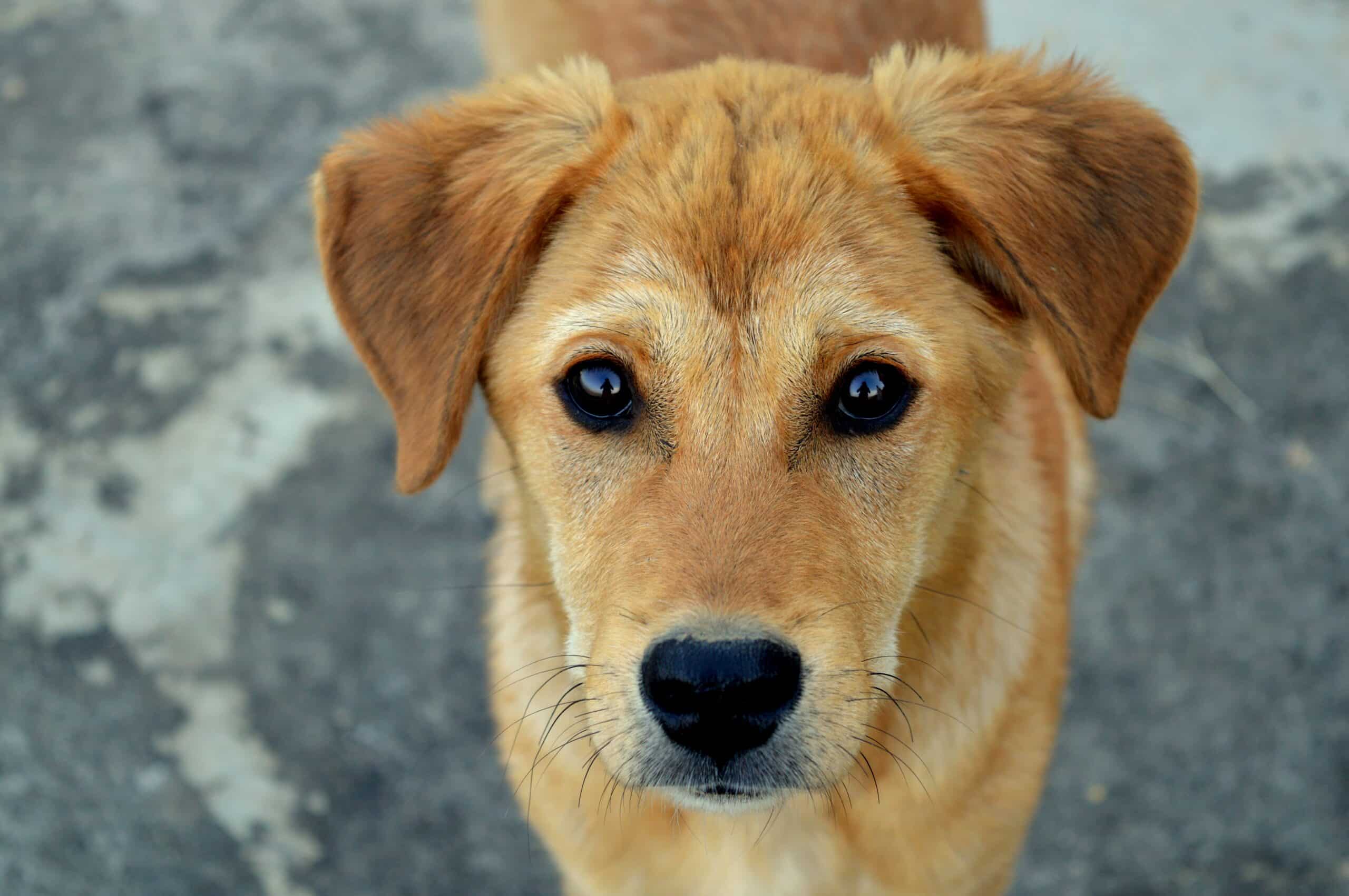 Featured image for “Why do humans love dogs?”