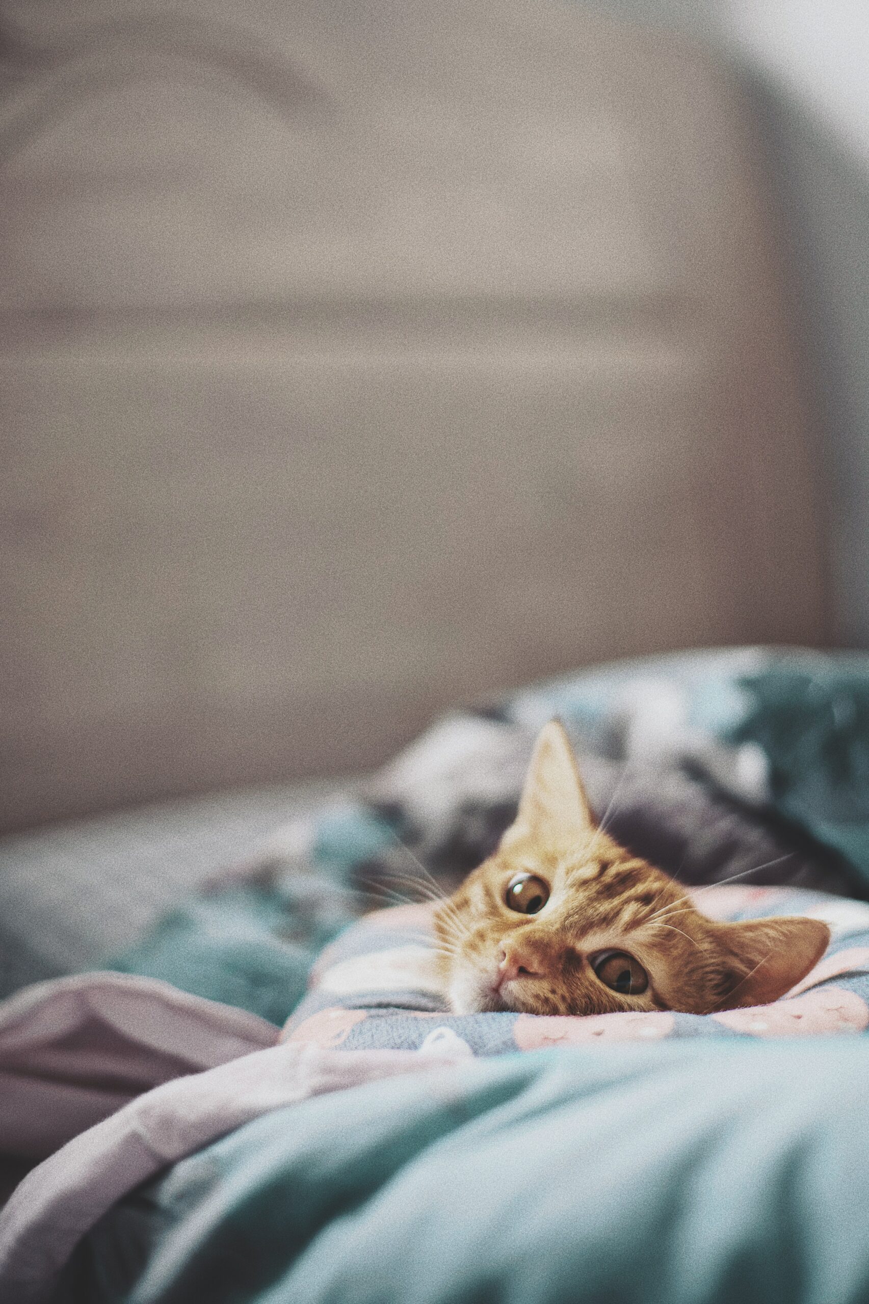 cute red cat lying on bed