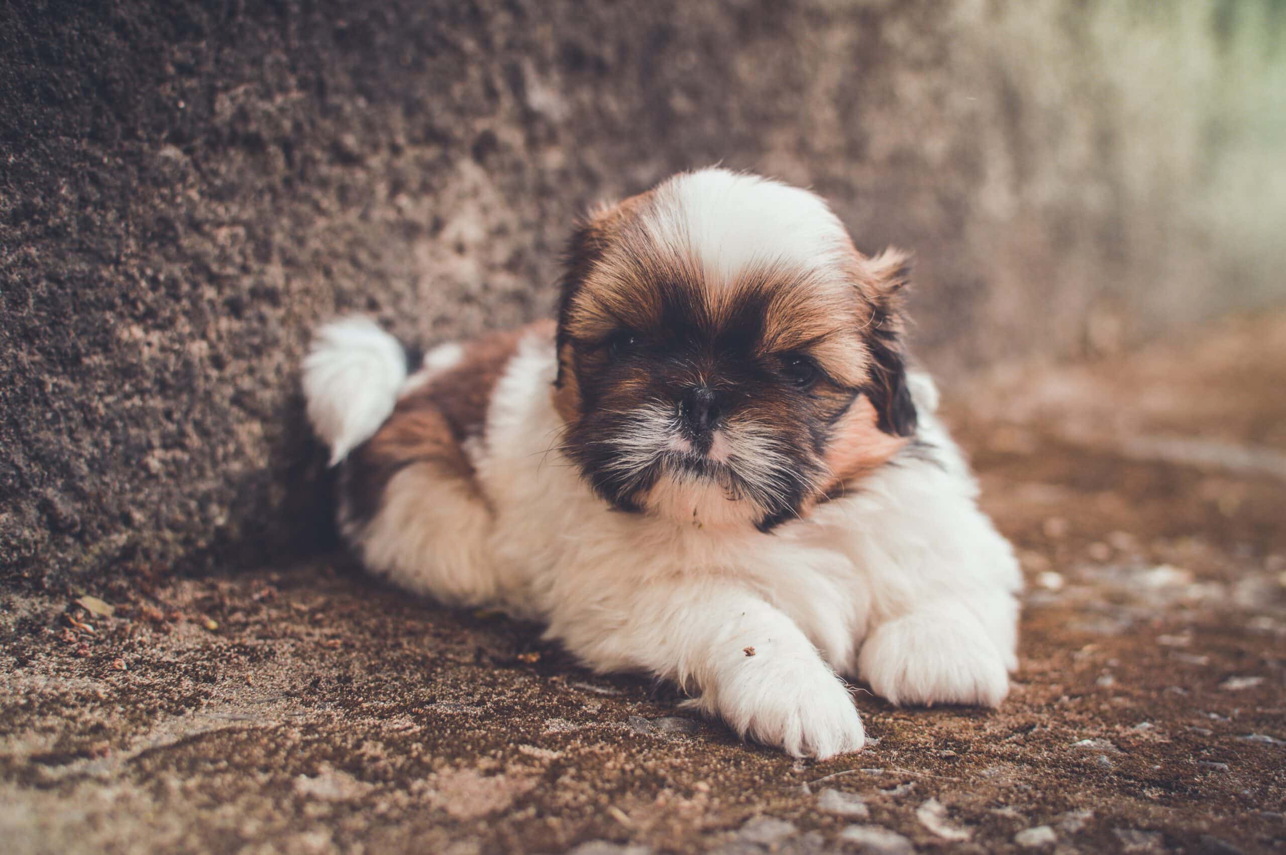 Featured image for “Shih Tzu dog breed”