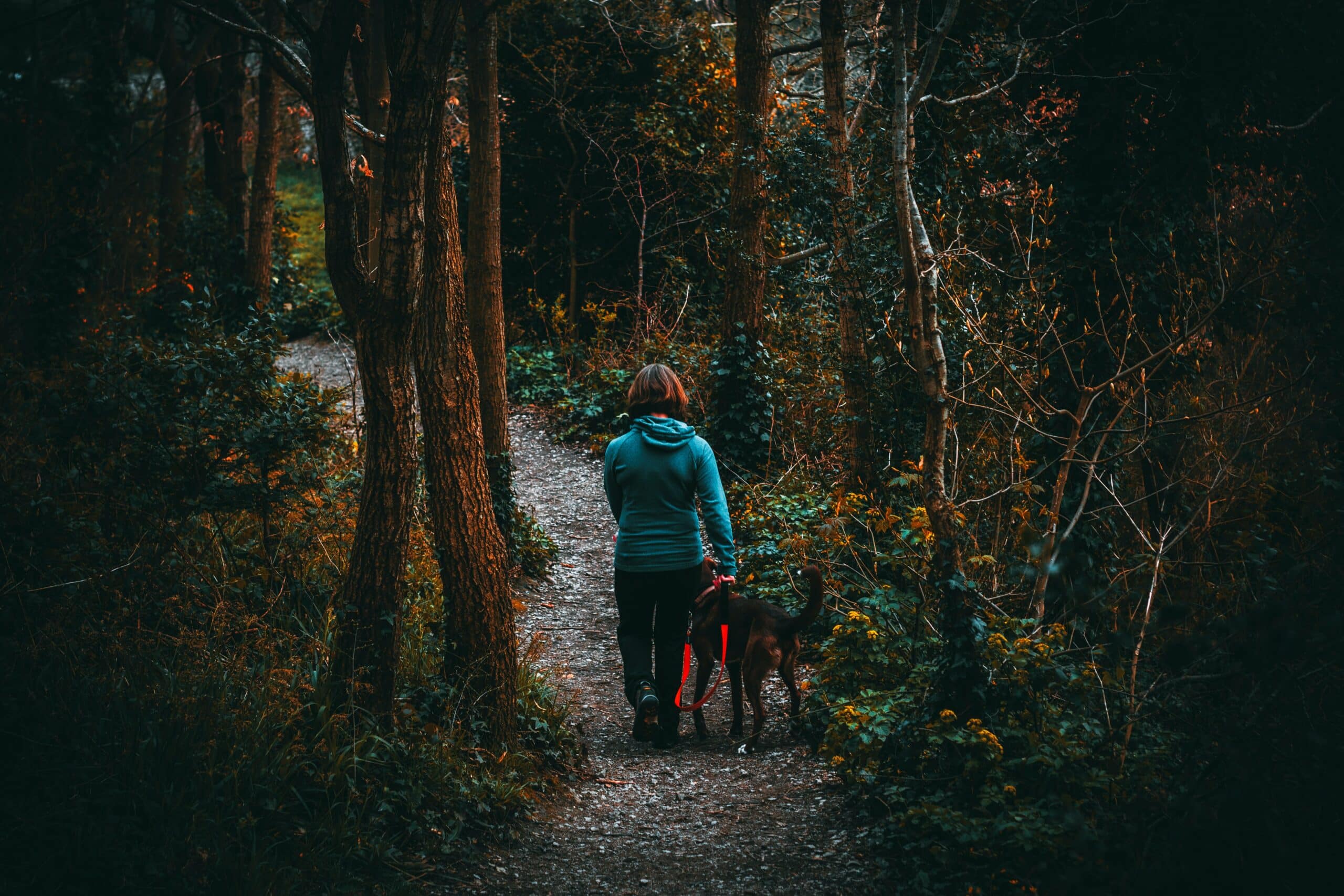 Featured image for “Are behavioral differences between dog breeds due to genes?”