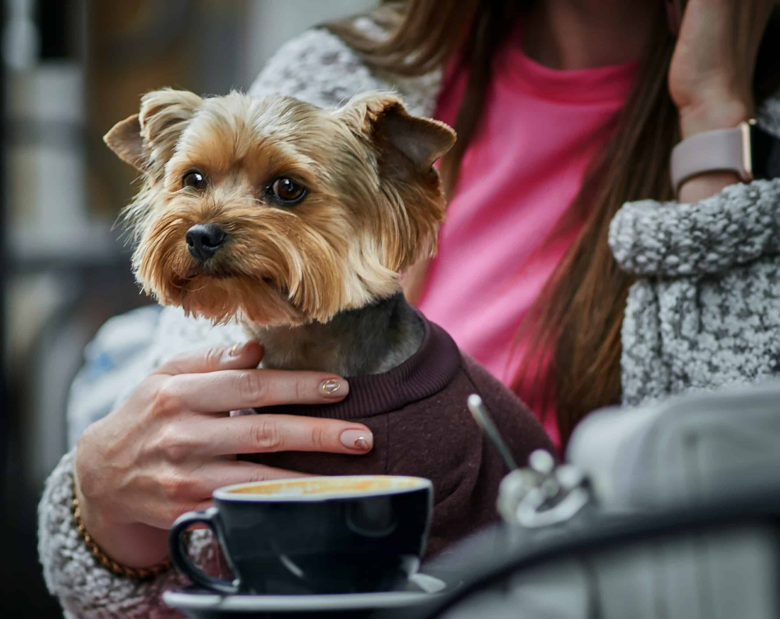 Featured image for “Yorkshire Terrier dog breed”