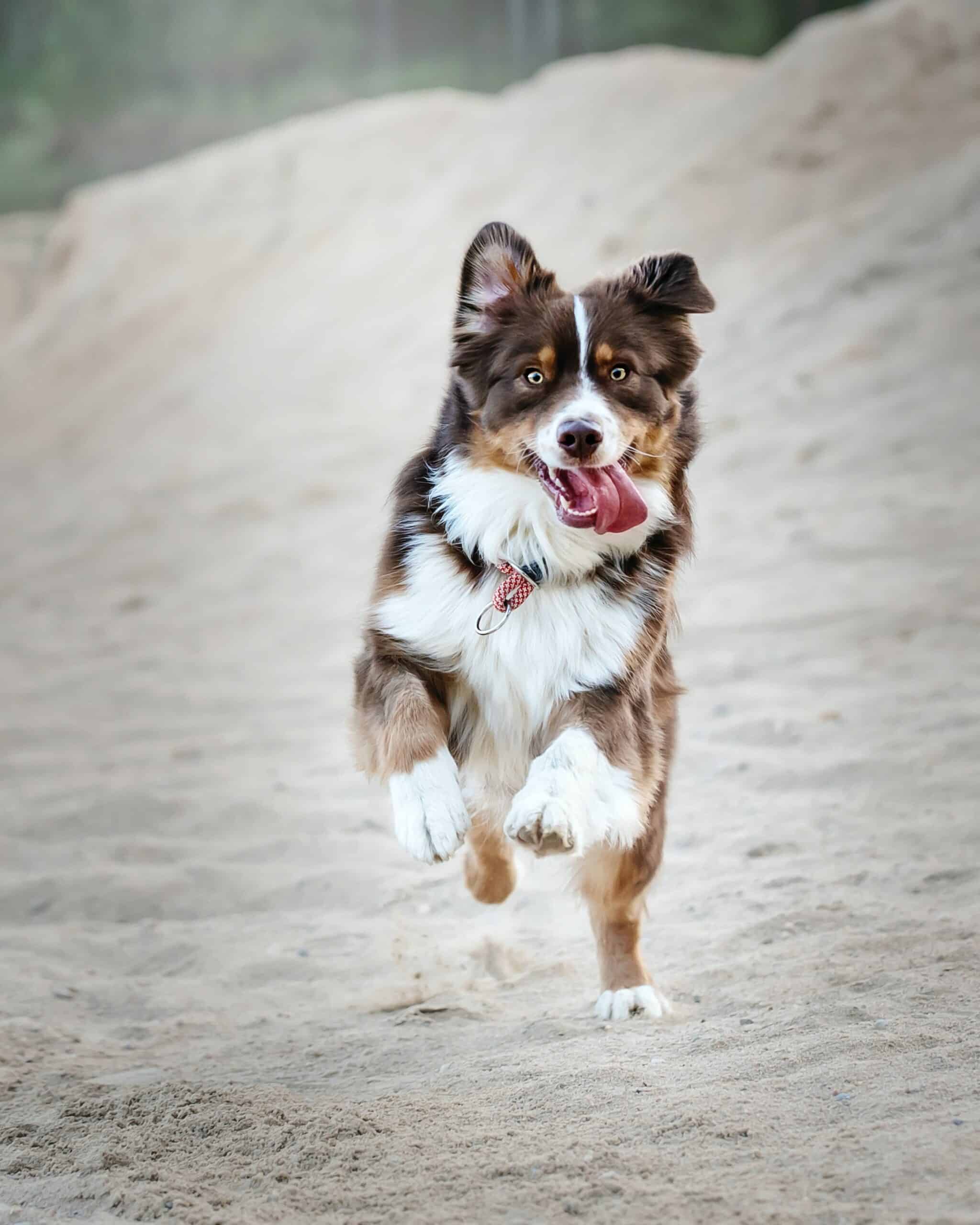 running dog