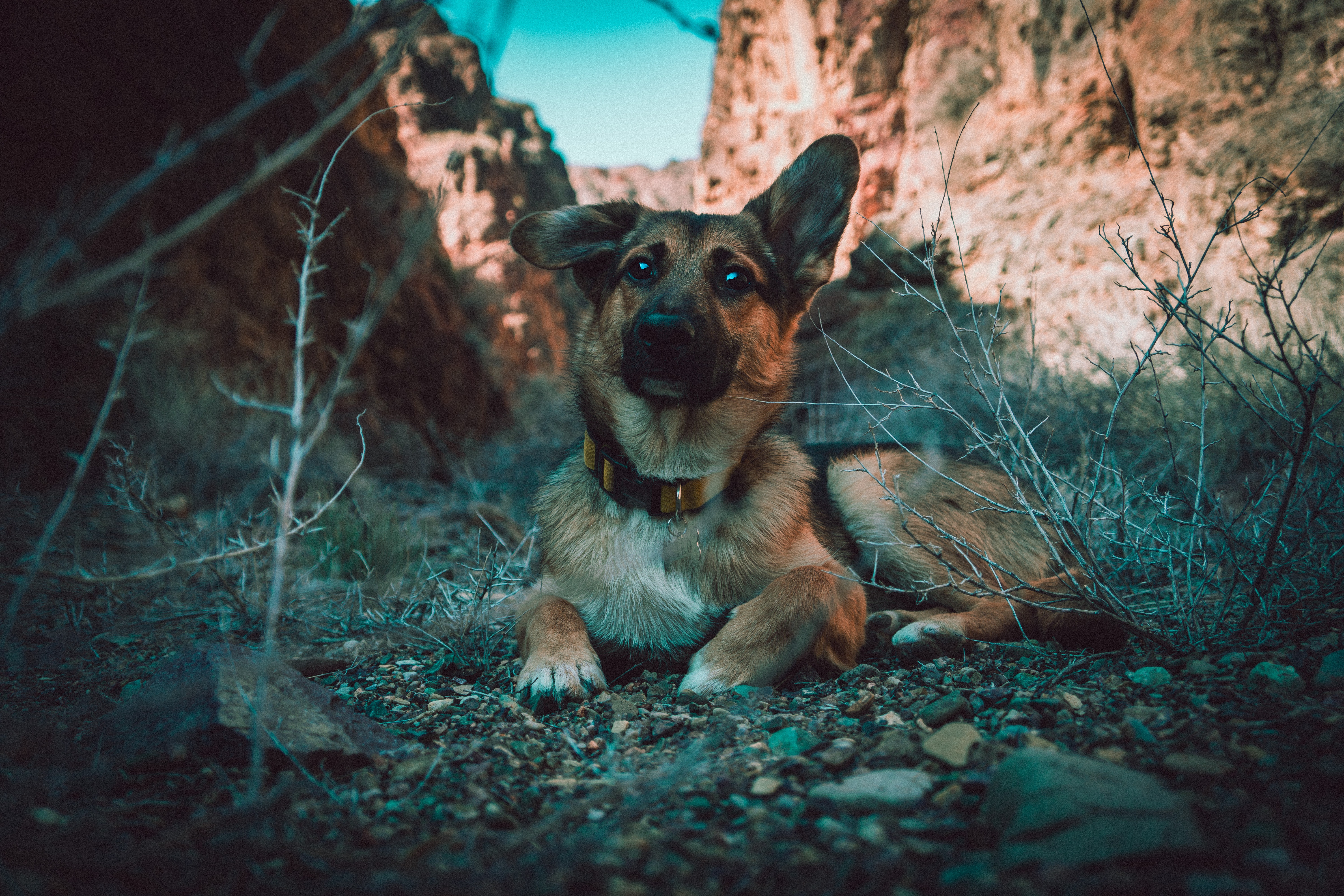 Featured image for “German Shepherd  dog breed”