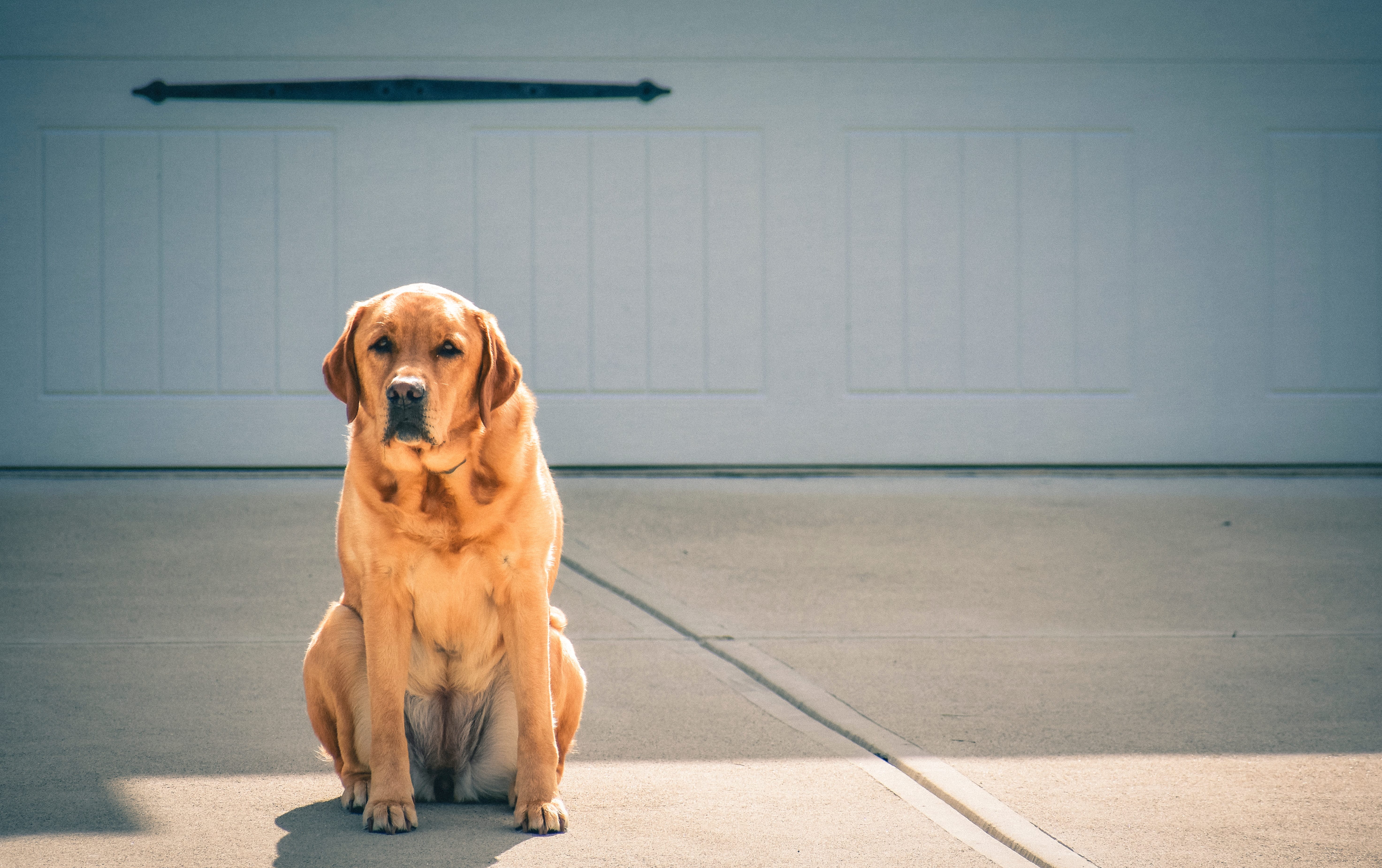 Featured image for “Labrador Retriever  dog breed”