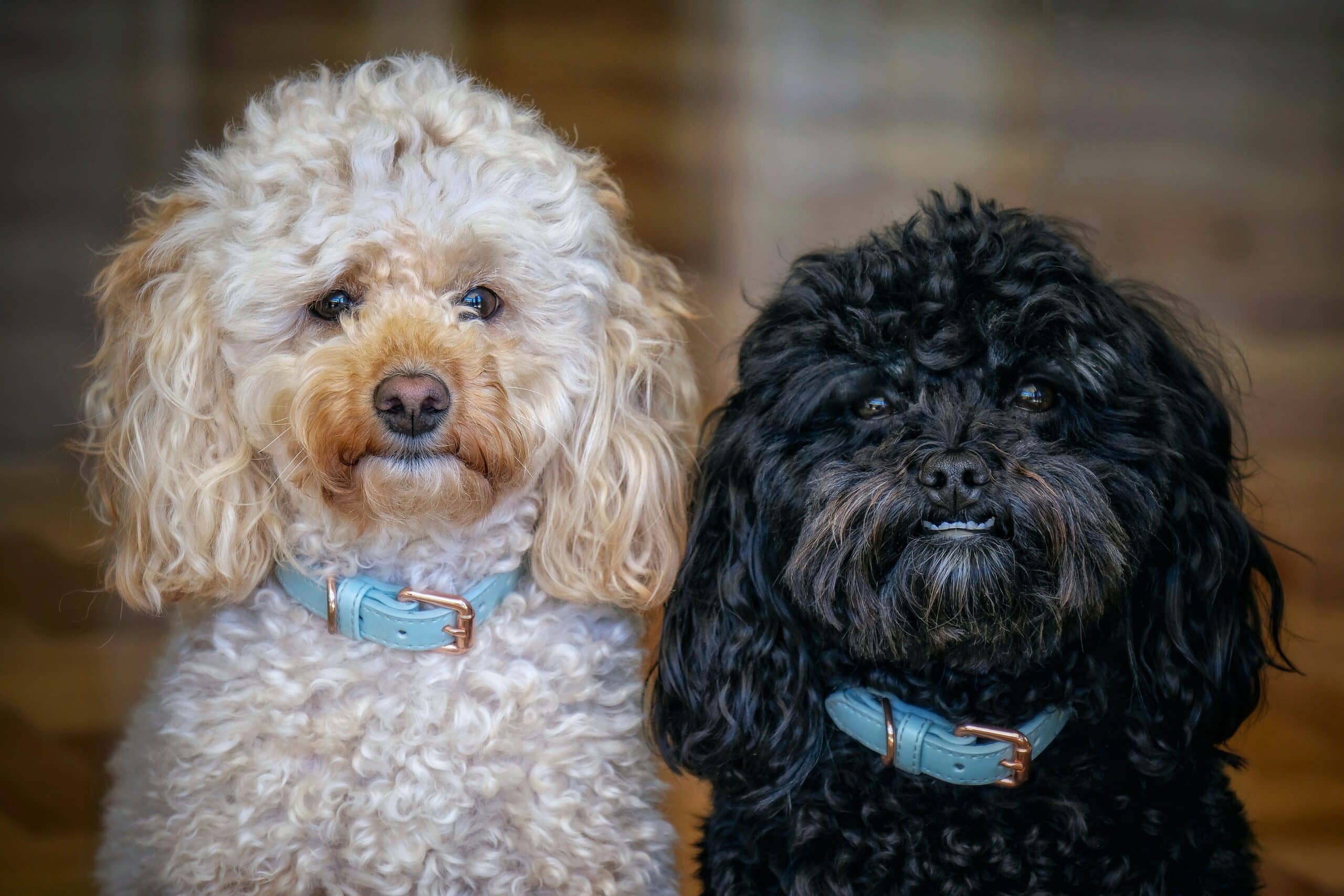 Featured image for “Poodle and Toy Poodle dog breed”