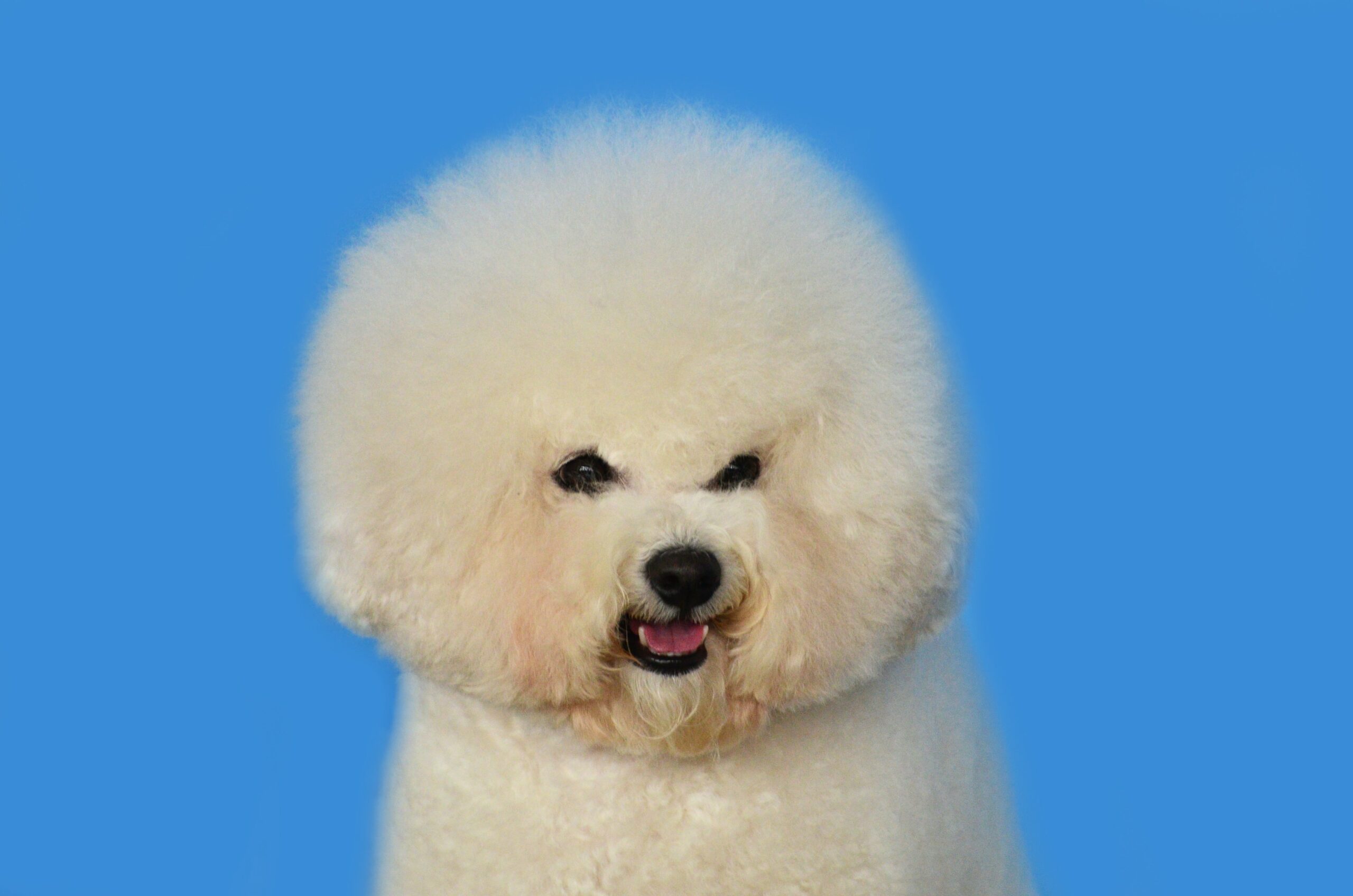 Featured image for “Bichon Frise dog breed”