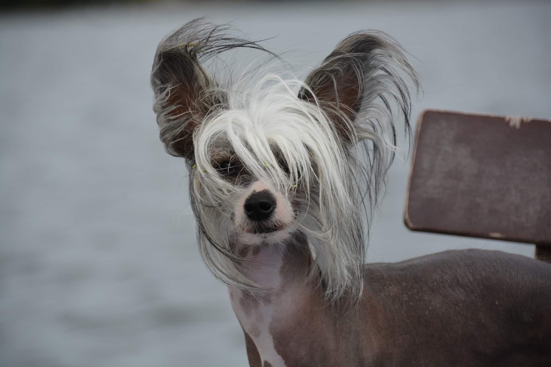 Featured image for “Chinese Crested dog breed”