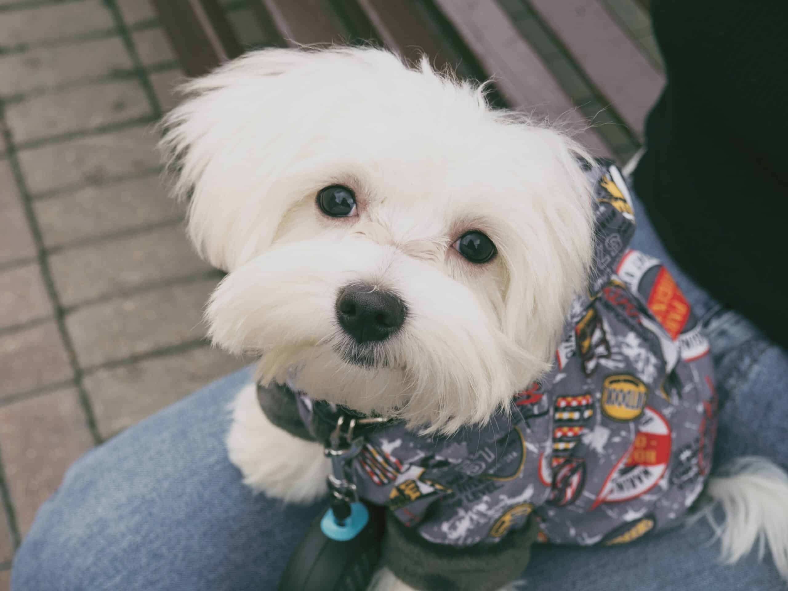 Featured image for “Maltese dog breed”
