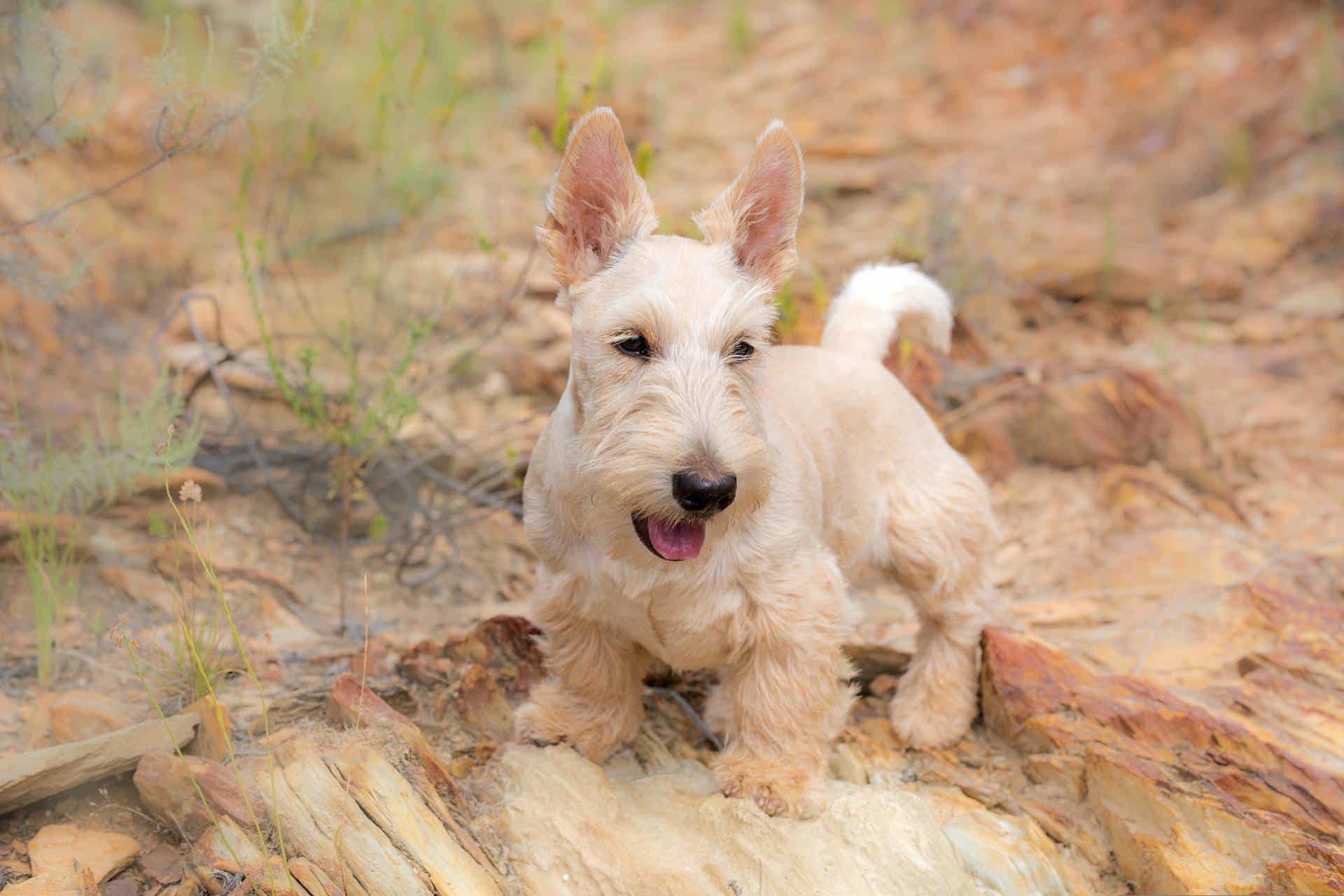 Featured image for “Scottish Terrier dog breed”