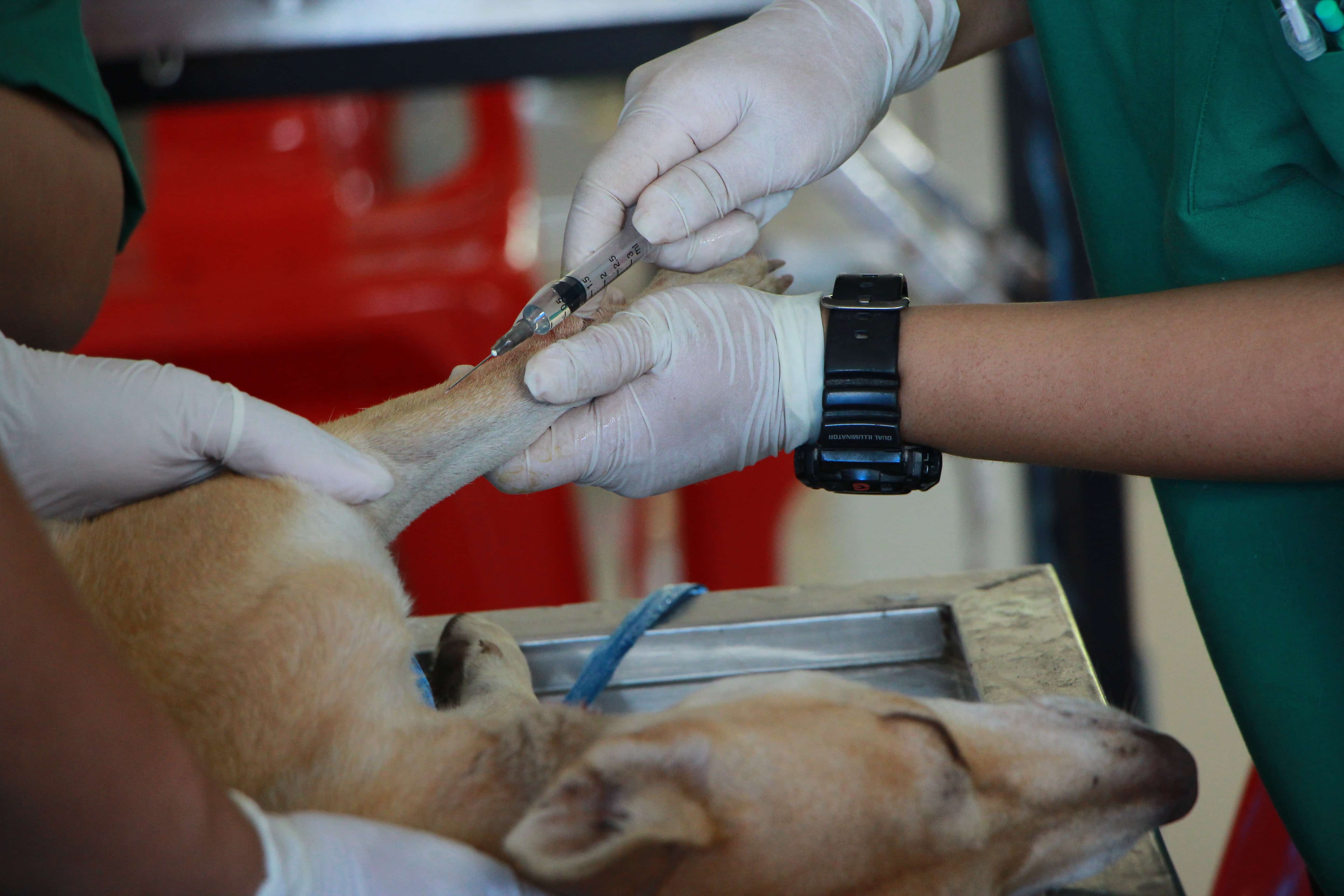 Featured image for “Dog vaccinations”