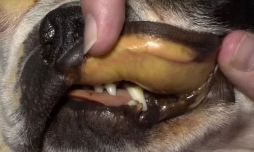 leptospirosis