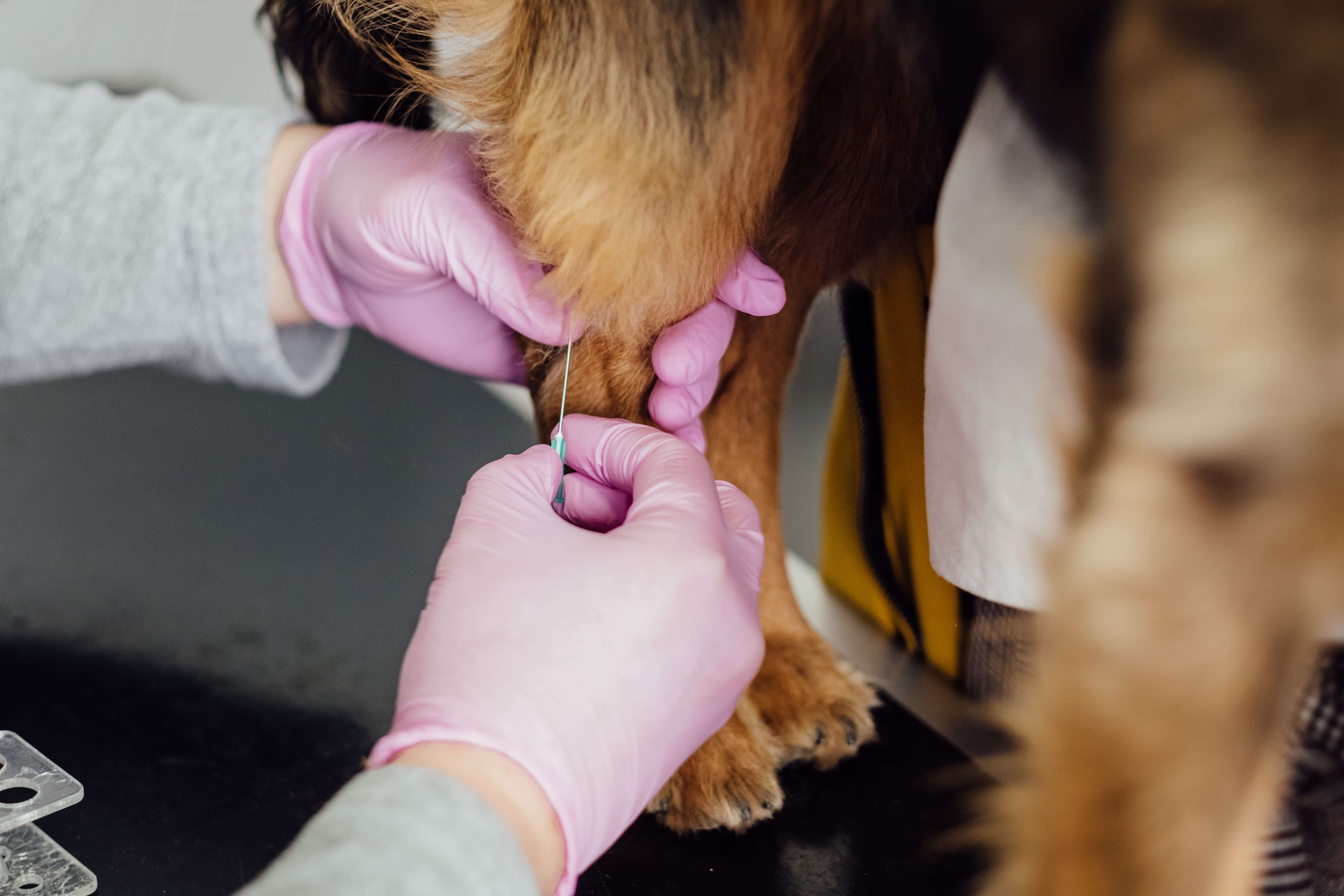 Featured image for “Canine Distemper Virus”