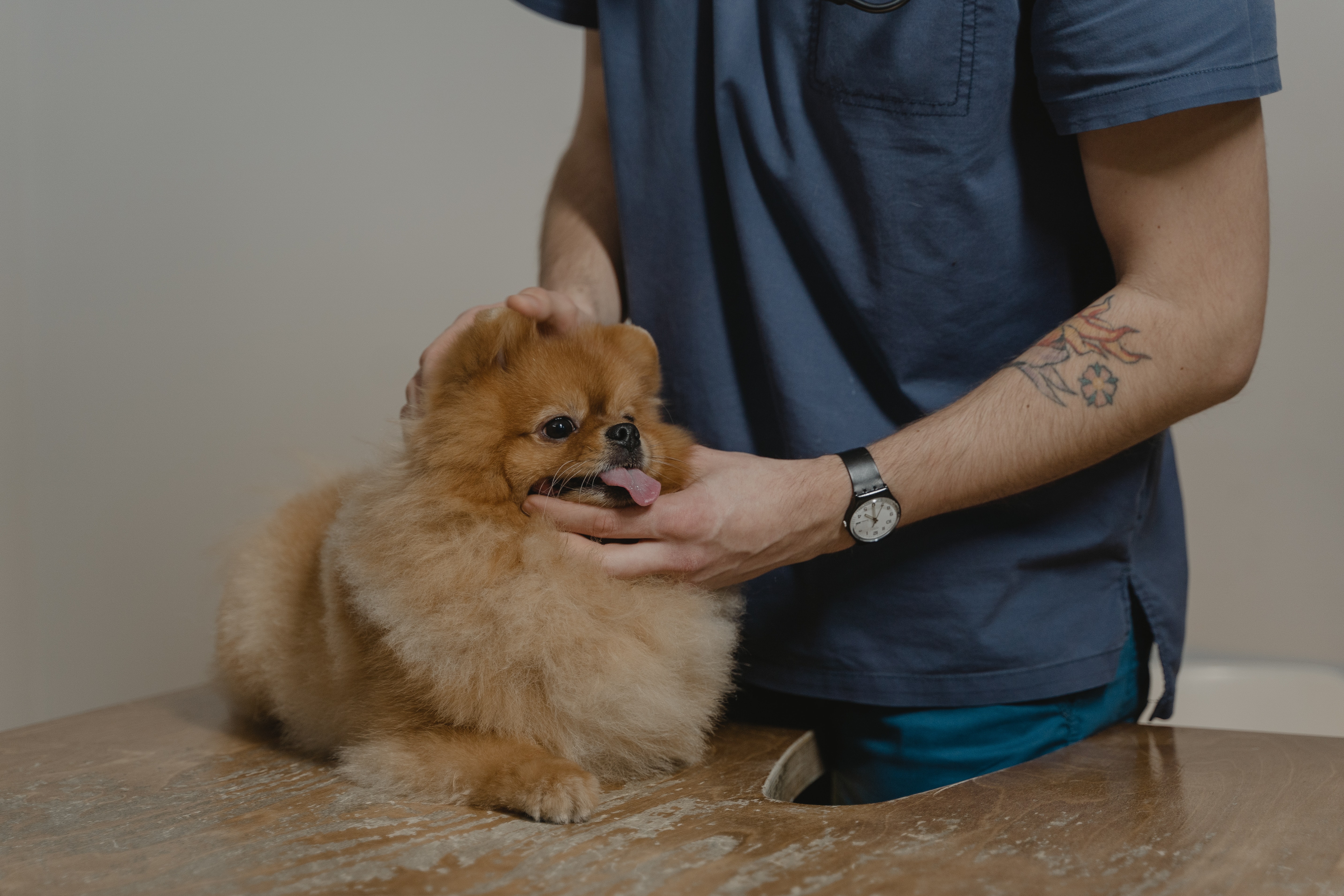 Featured image for “Parvovirus”