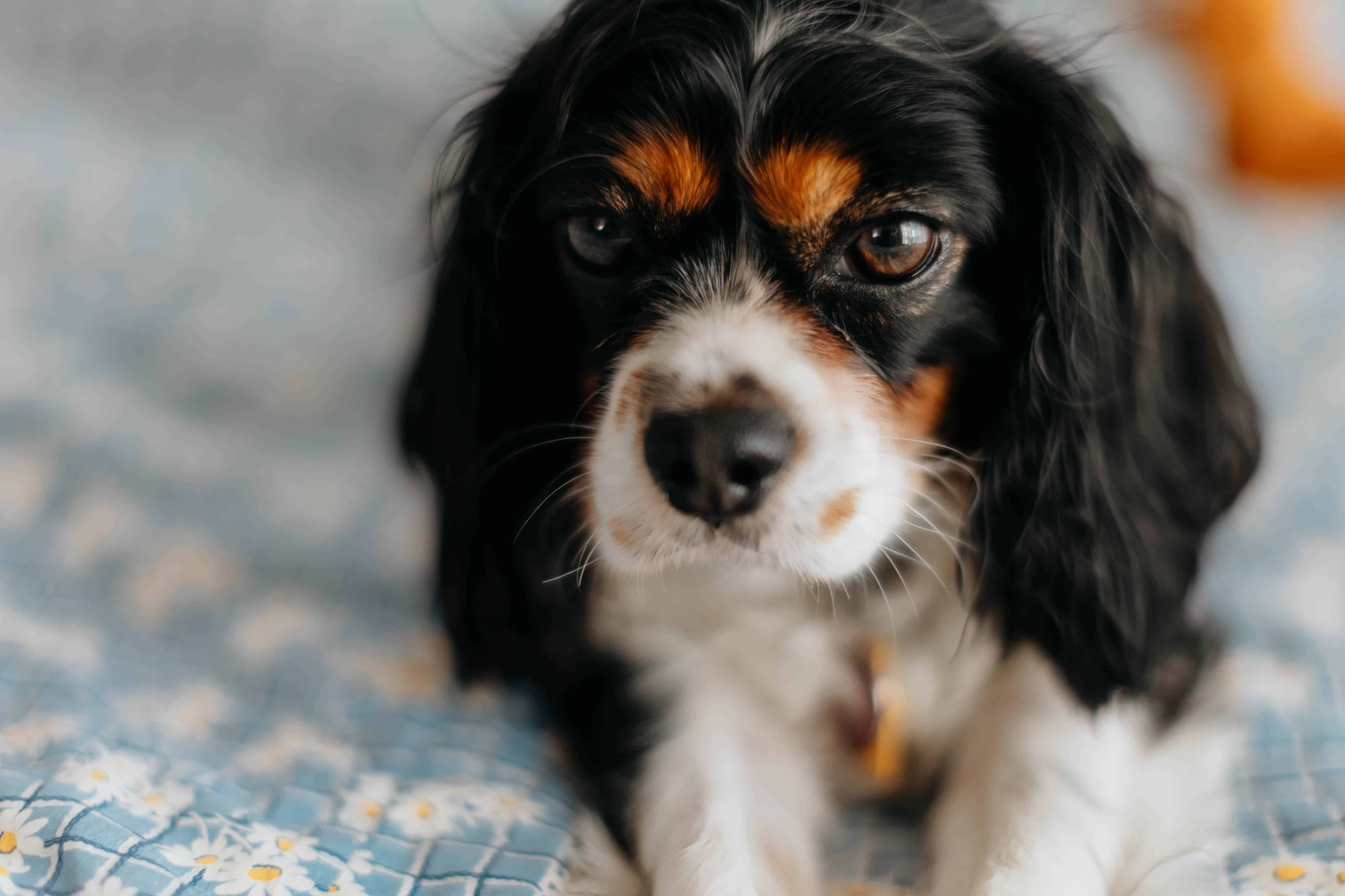 Featured image for “Cavalier King Charles Spaniel dog breed”