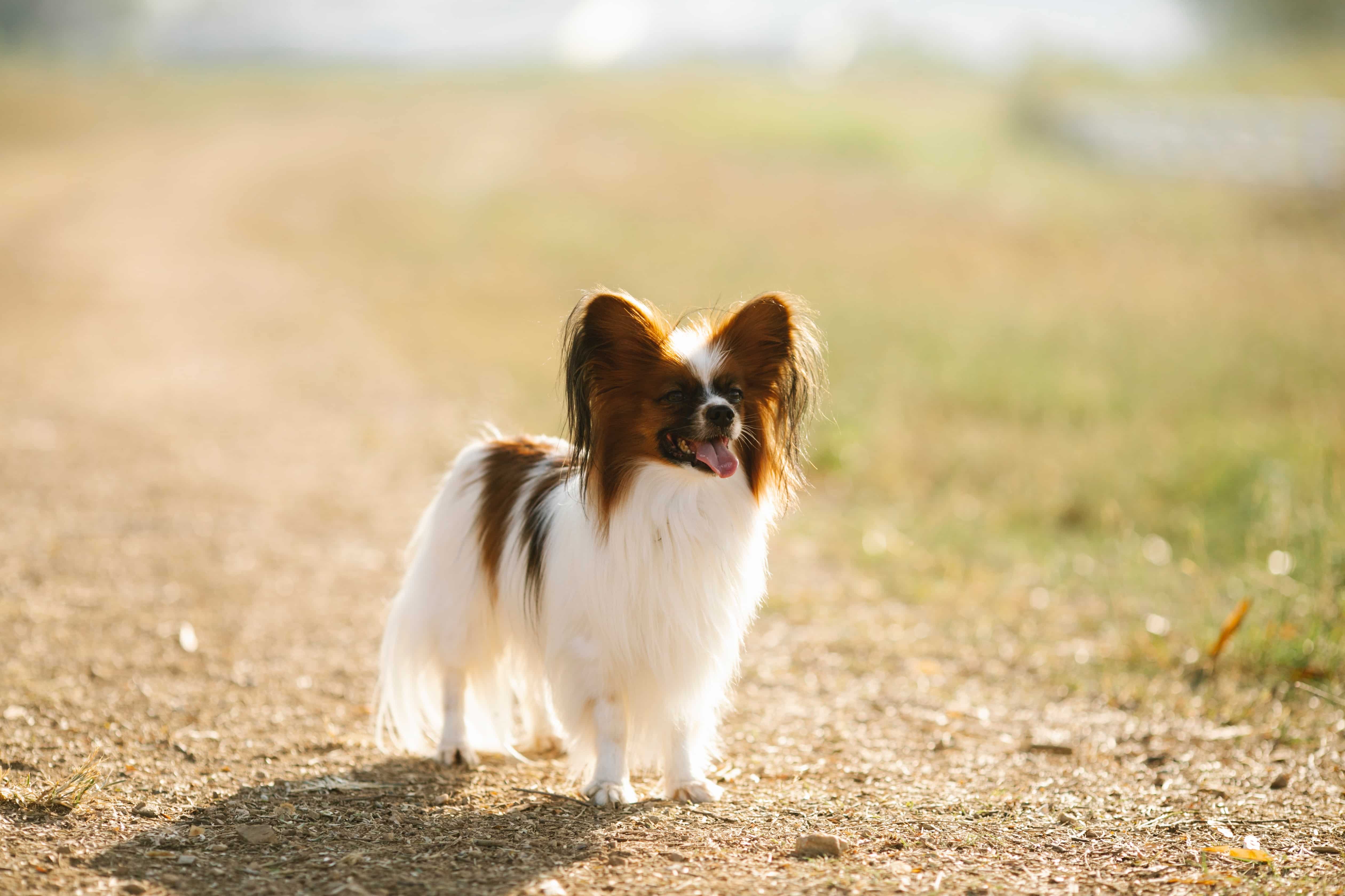 Featured image for “Papillon dog breed”