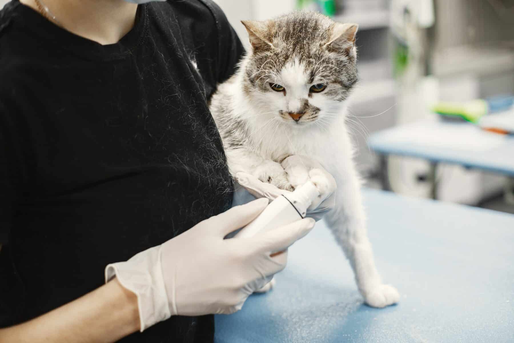 cat at the veterinarian