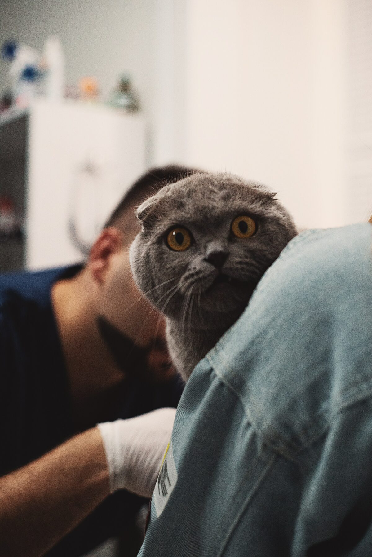 funny cat