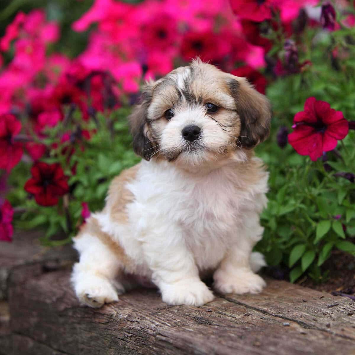 schichon